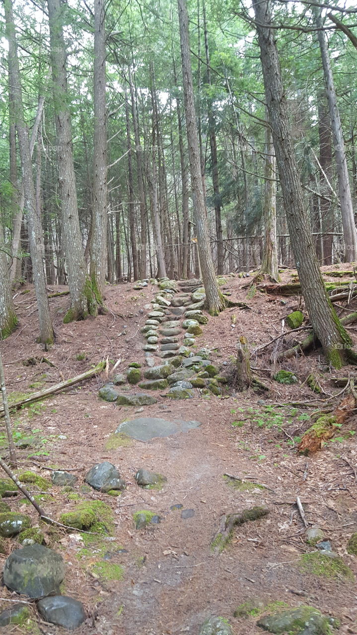 woods steps