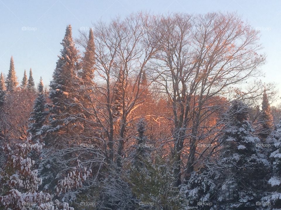 The trees are covered in frost these mornings...