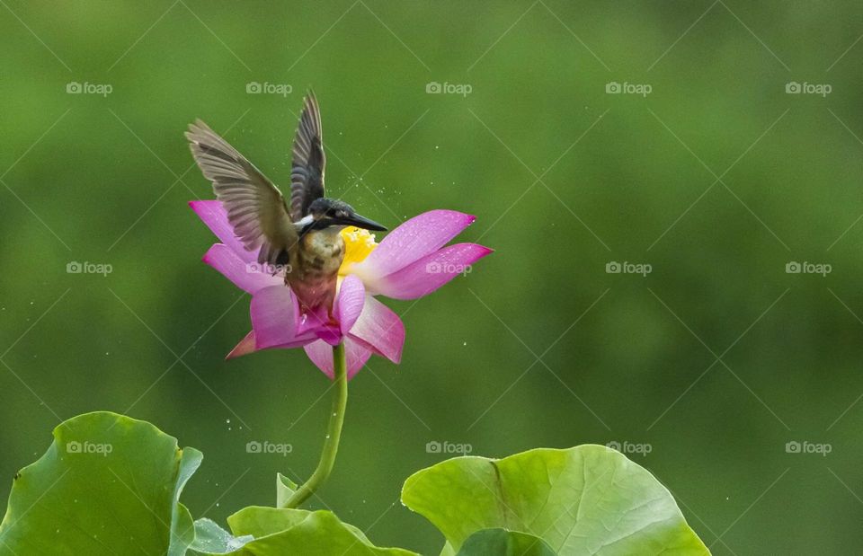 Lotus and Kingfisher, shot in Xi'an China.