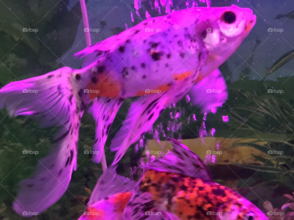 Beautiful fish 