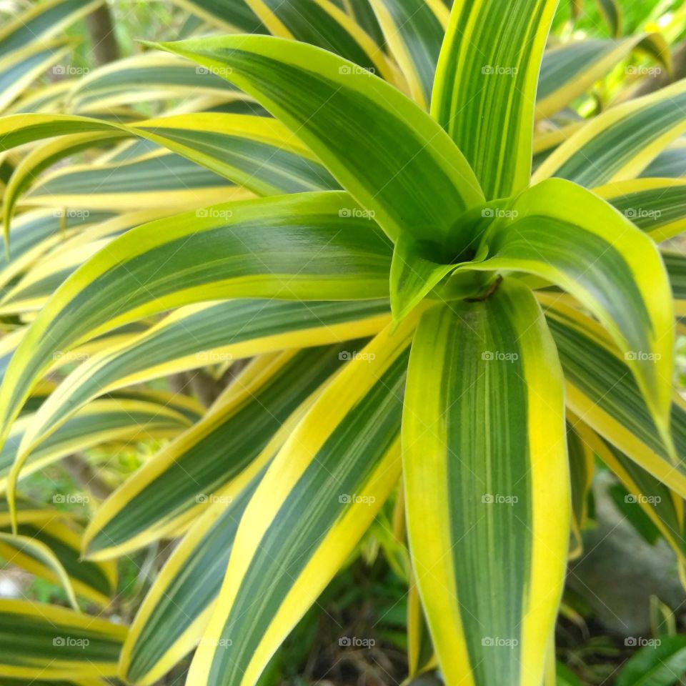 Green leaf on the garden