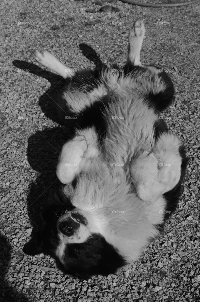 big male of central asian shepherd smile for the hug
