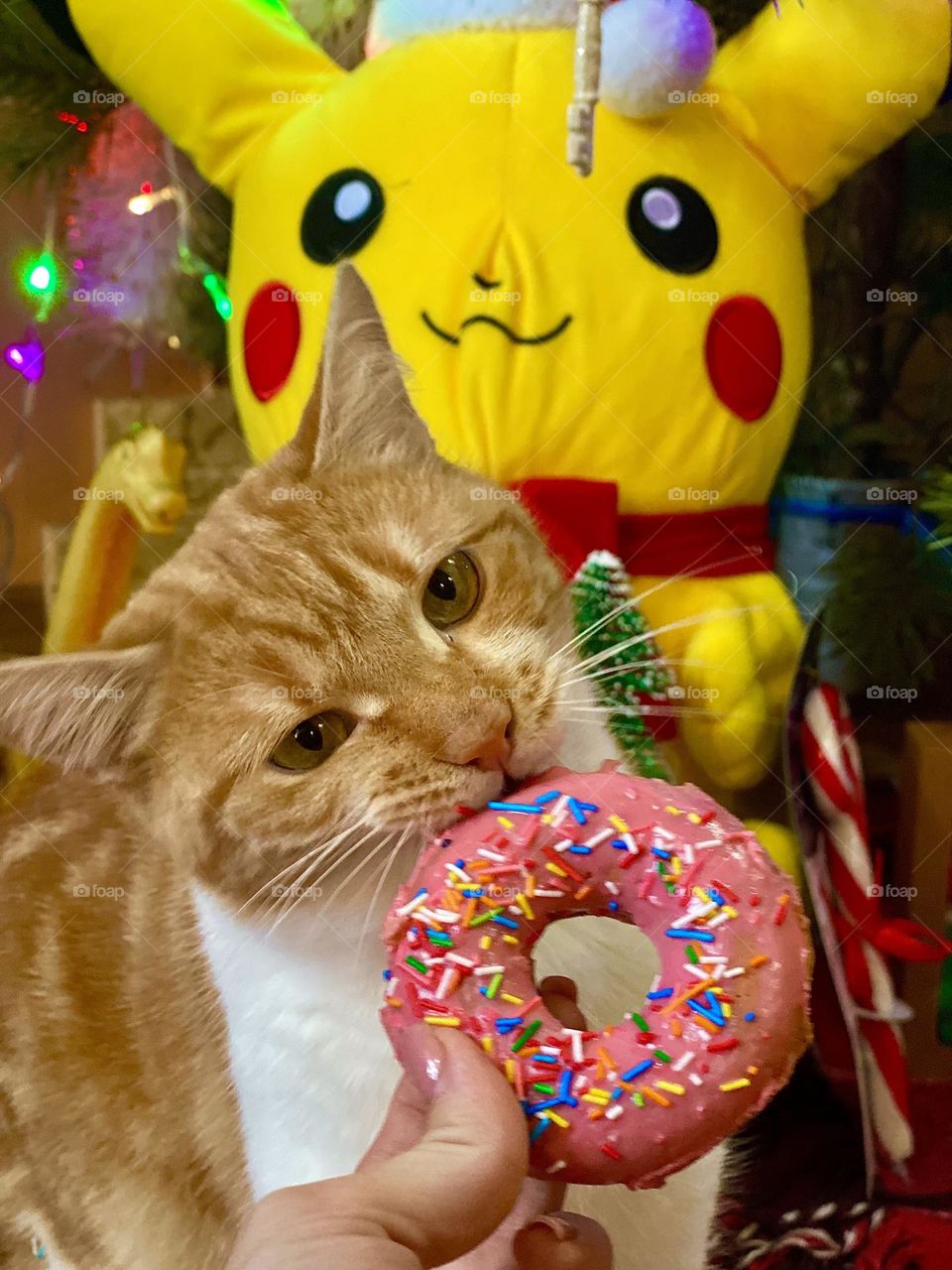 cat and donuts