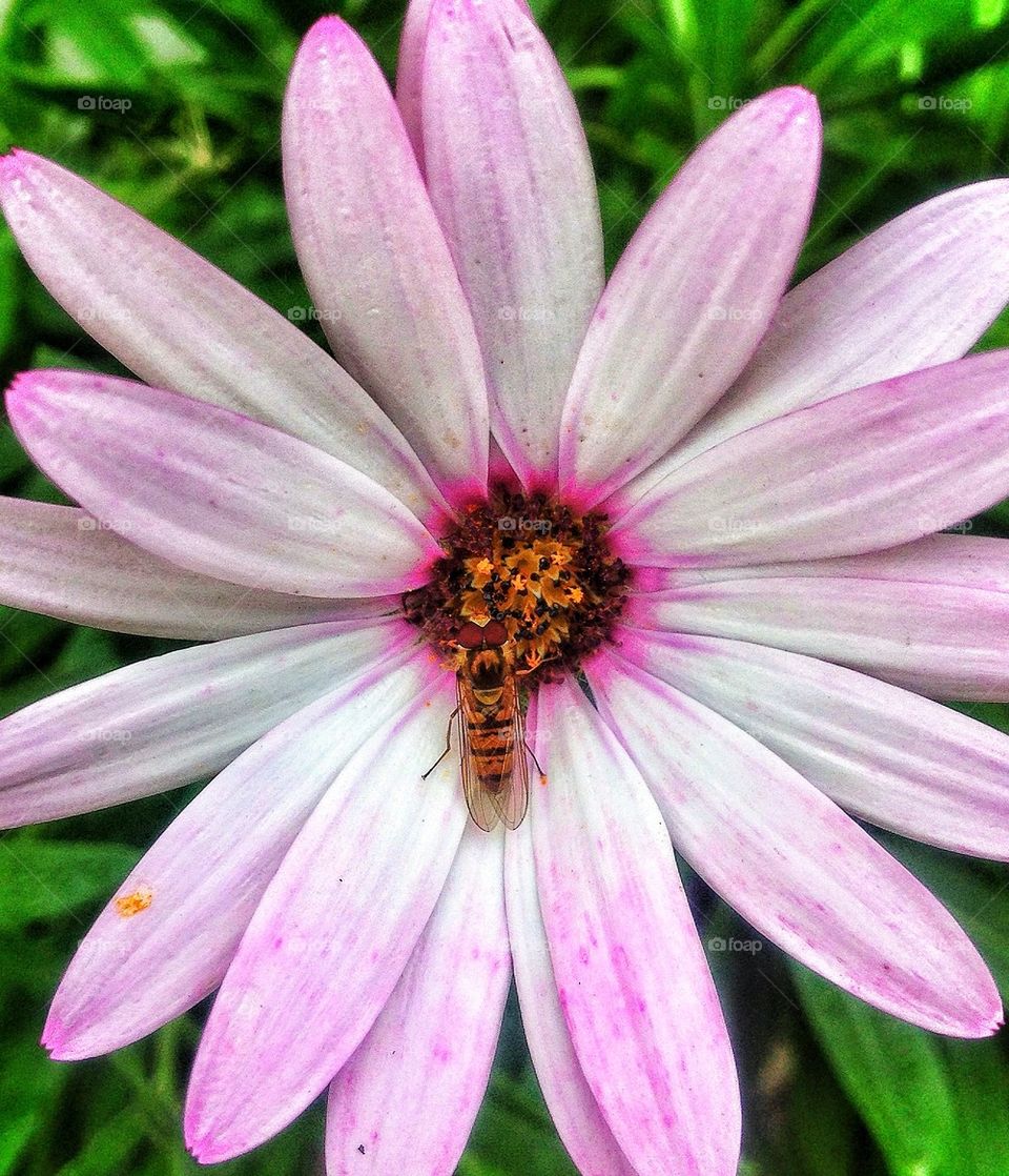 pink flower orange united kingdom by hannahdagogo