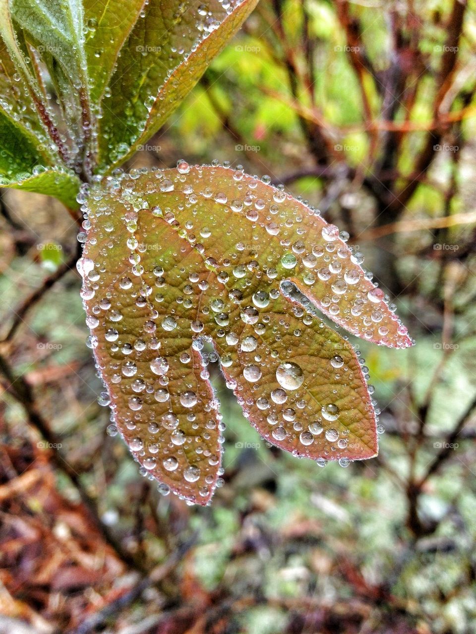 Spring Rain in the Mountains