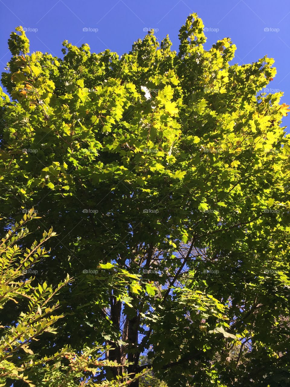 Green leaves in October