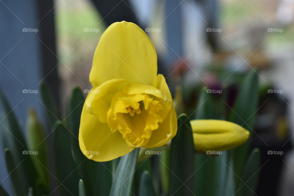 DAFFODIL