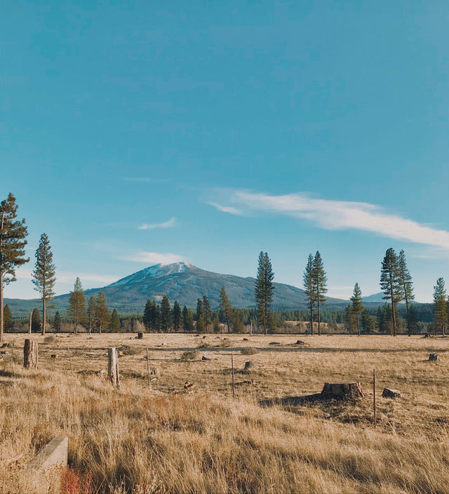 Forested Field 
