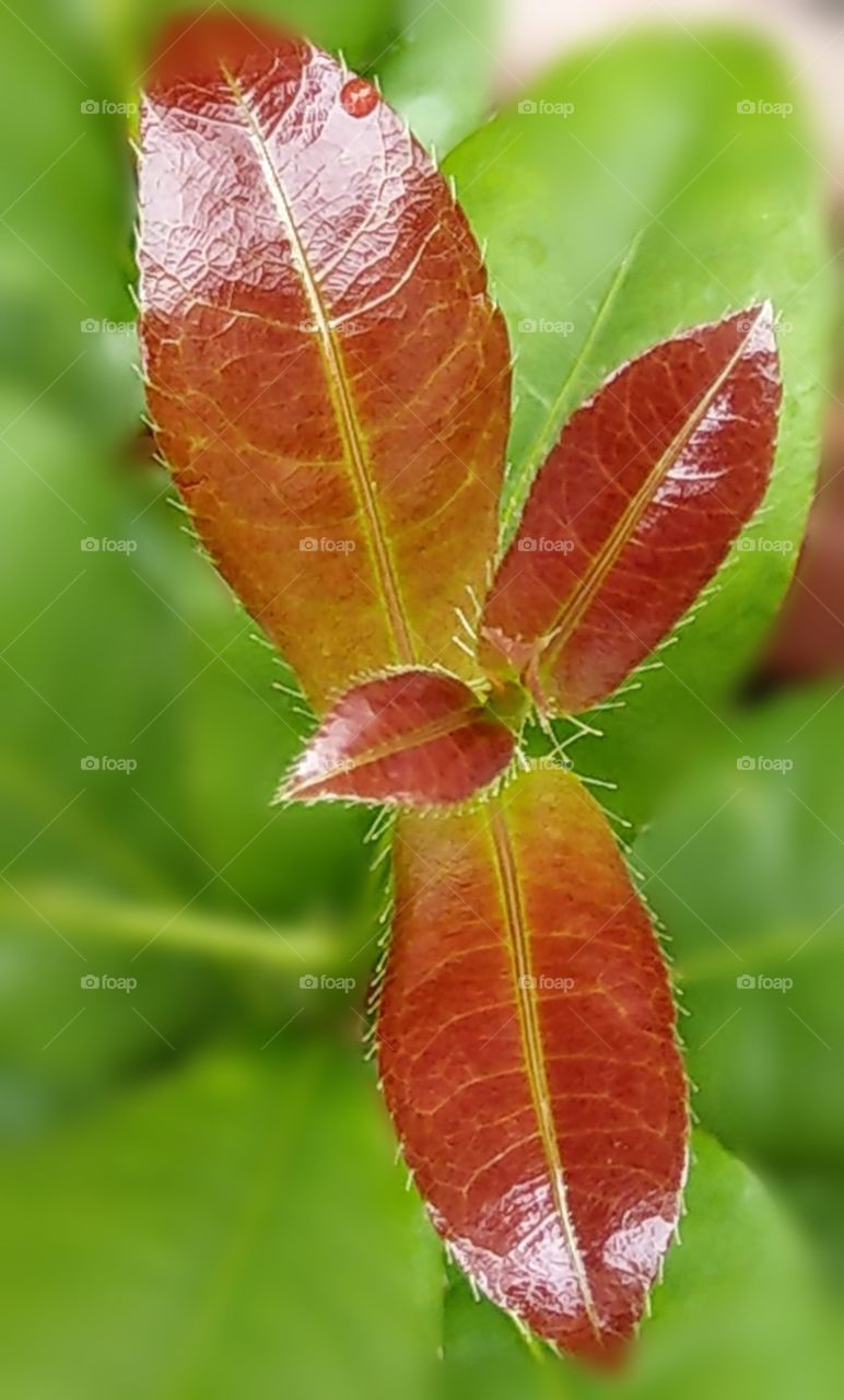 World in macro: tender leaves of sweet Osmanthus.
