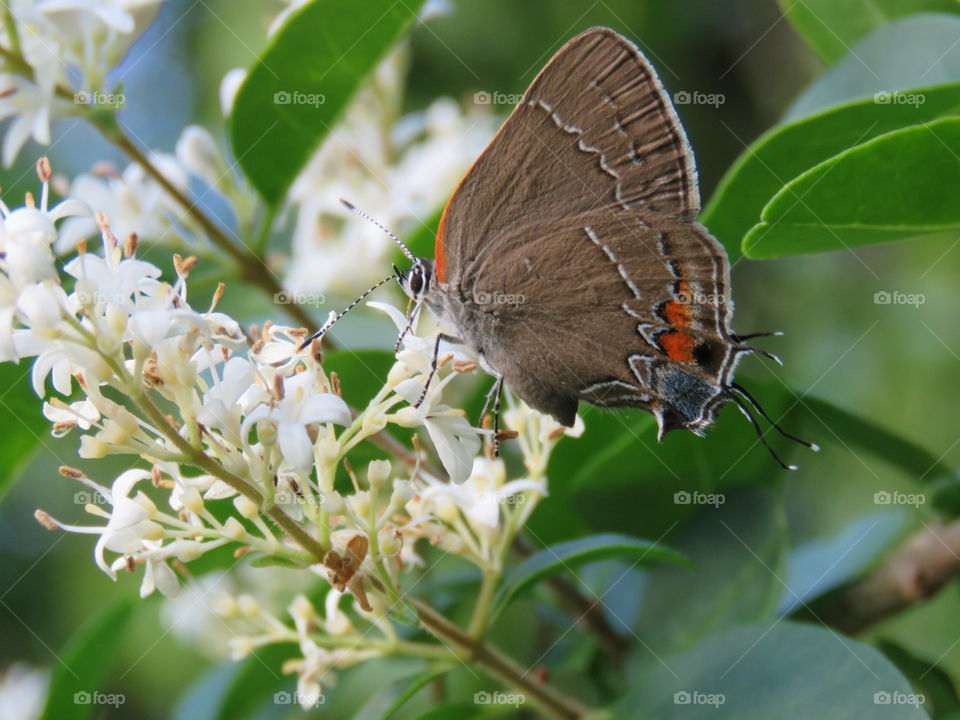 red-banded hairstreak