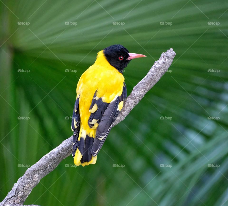 African Black-headed Oriole