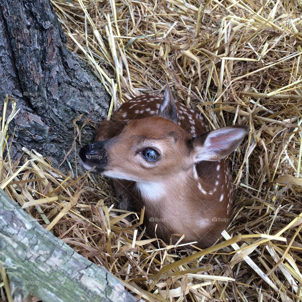Fawn Baby Blues