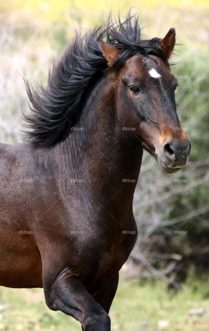 Wild Stallion Running Across Meadow