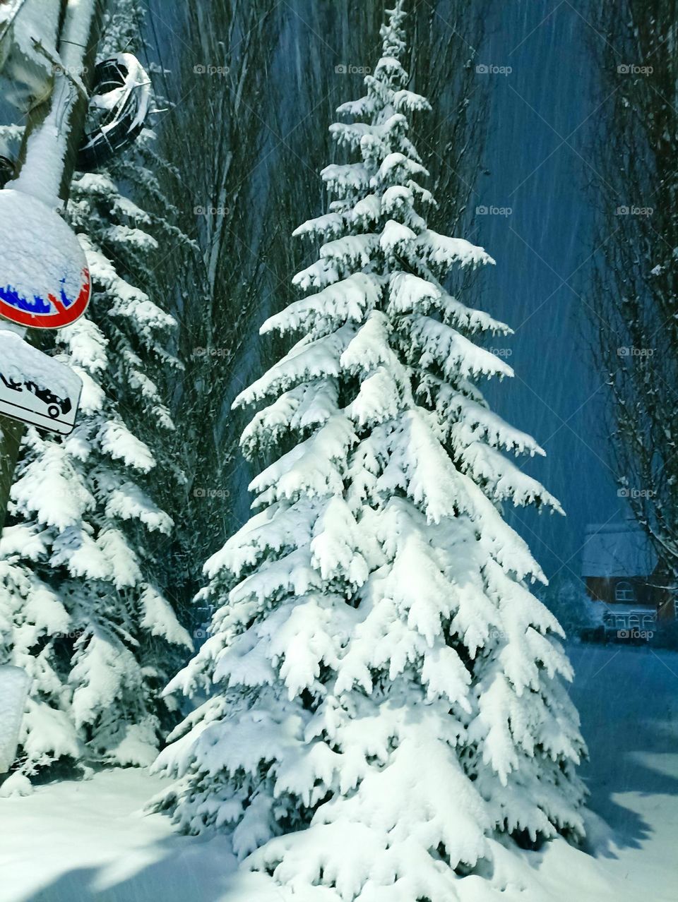 Christmas trees covered with snow