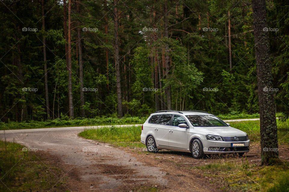 White swan in forest