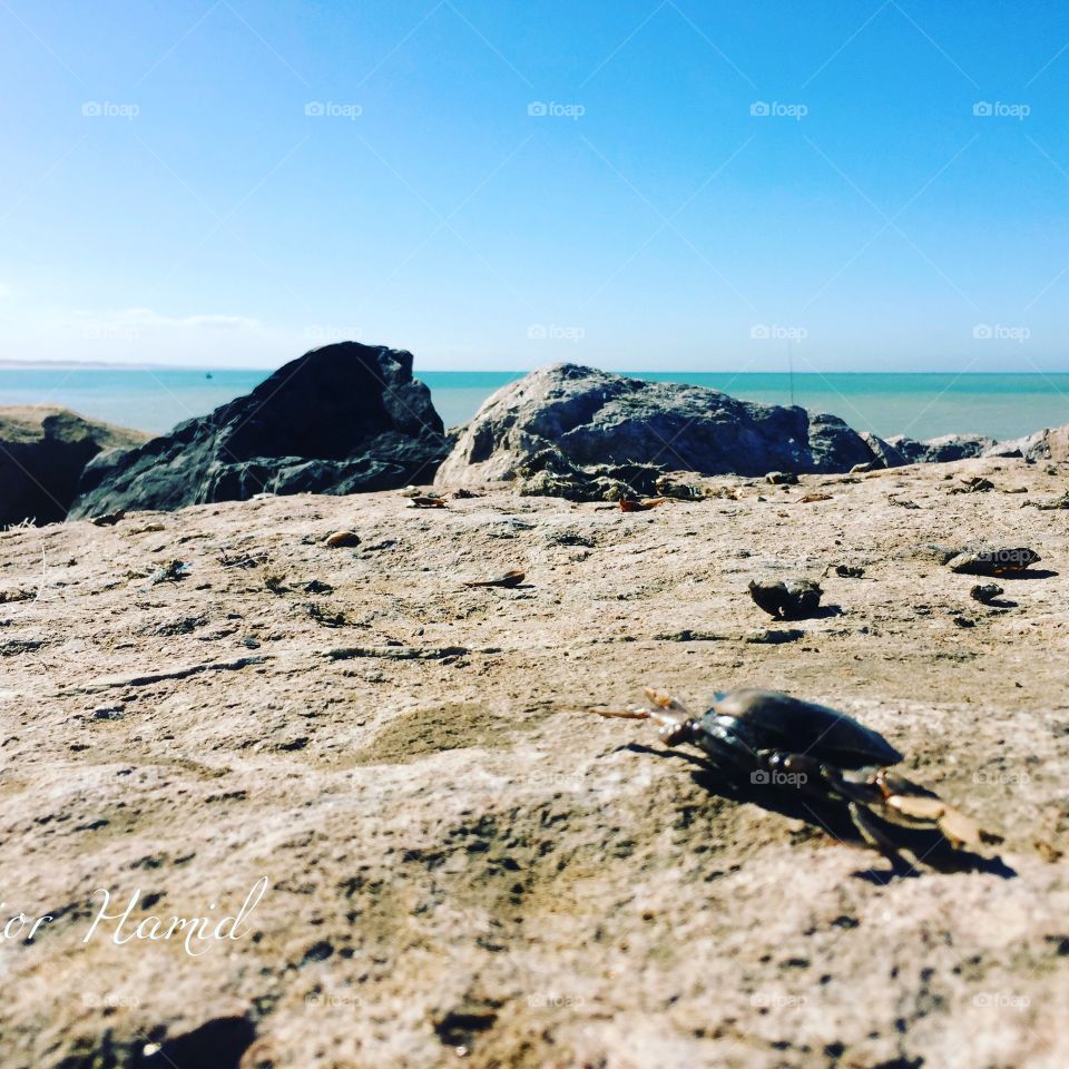 Crabs are fighting to survive