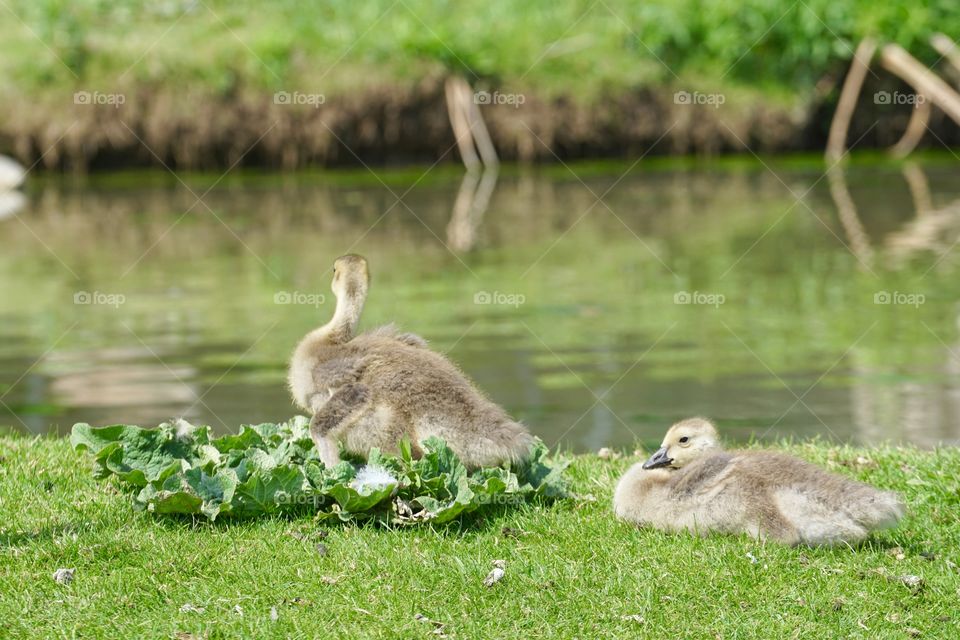 Baby ducklings