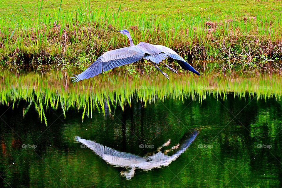 Great Blue Heron in flight 