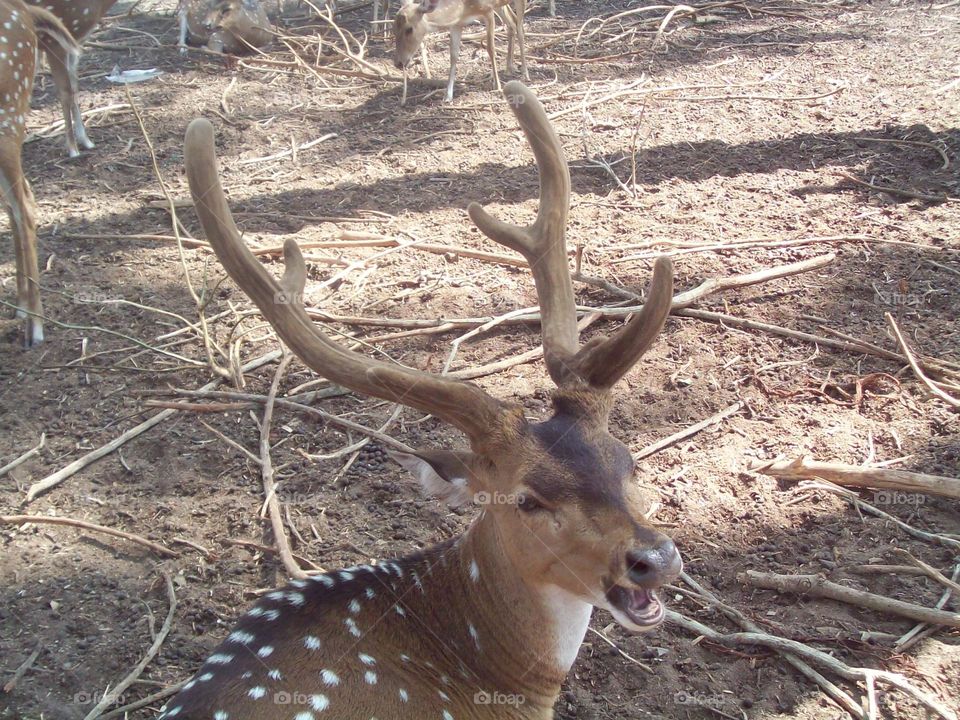 awesome swamp deer with 12 horns