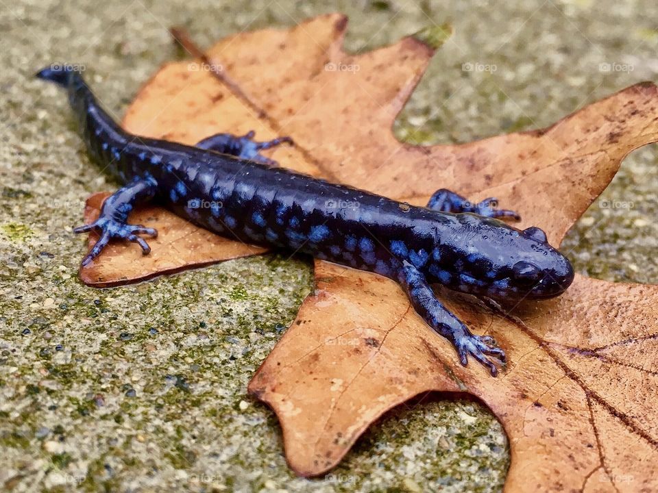 Blue Spotted Salamander 