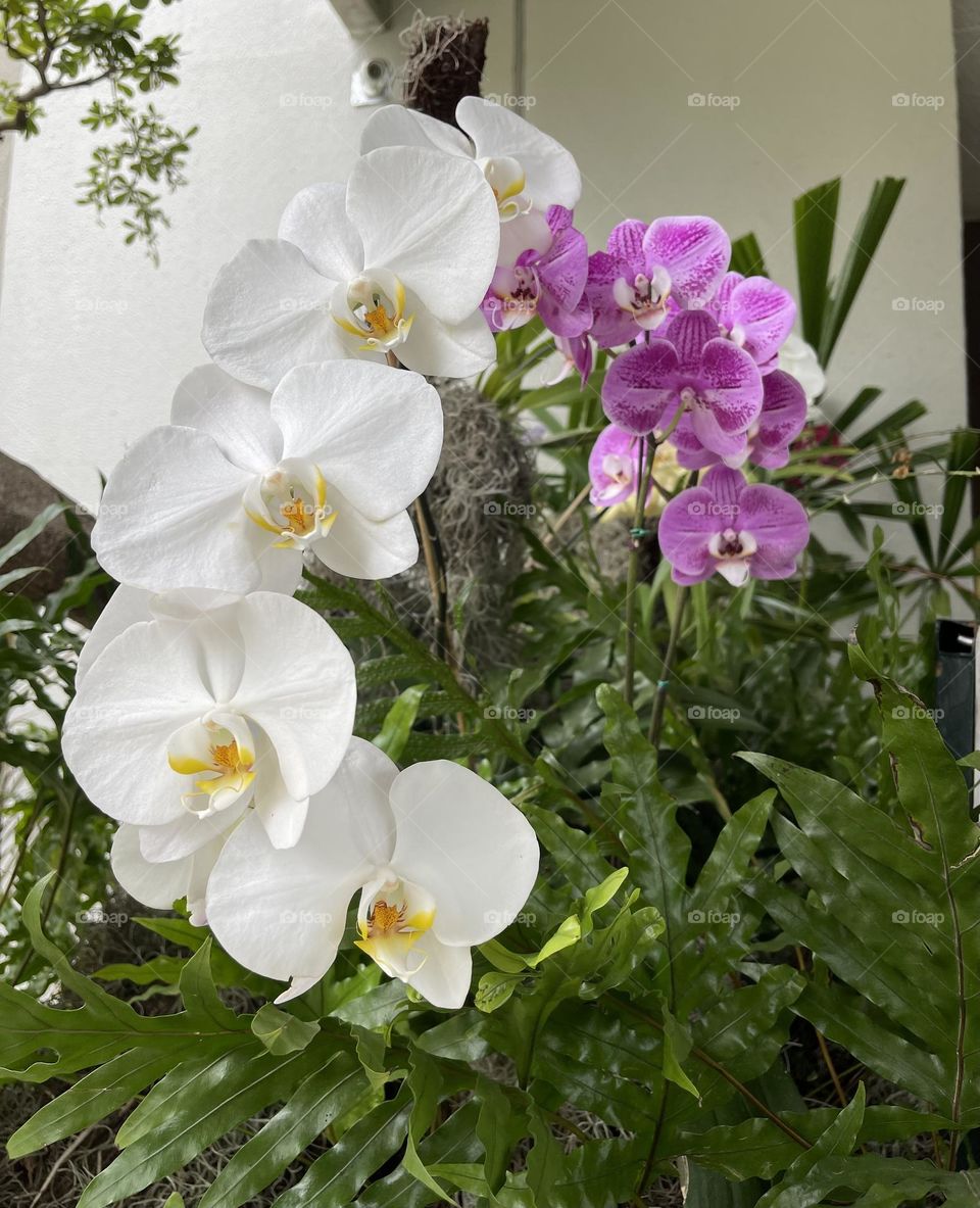 Orchids