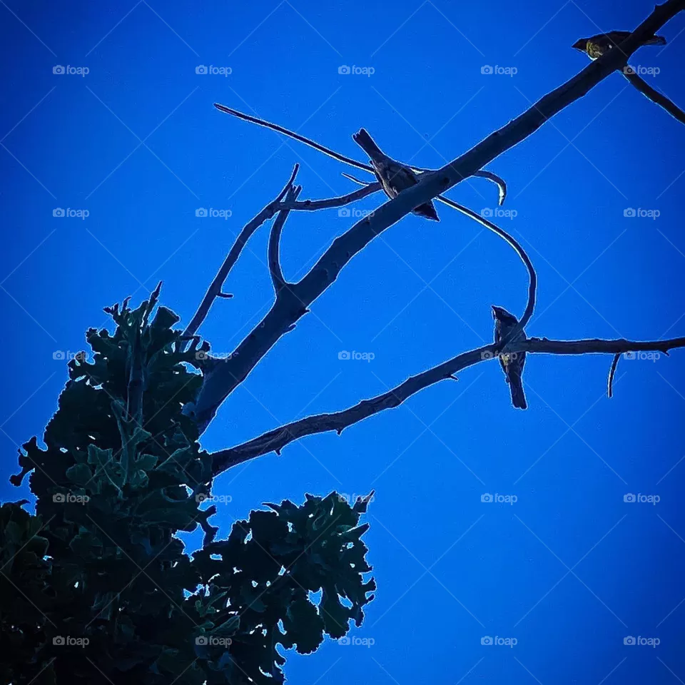 Bird ,tree