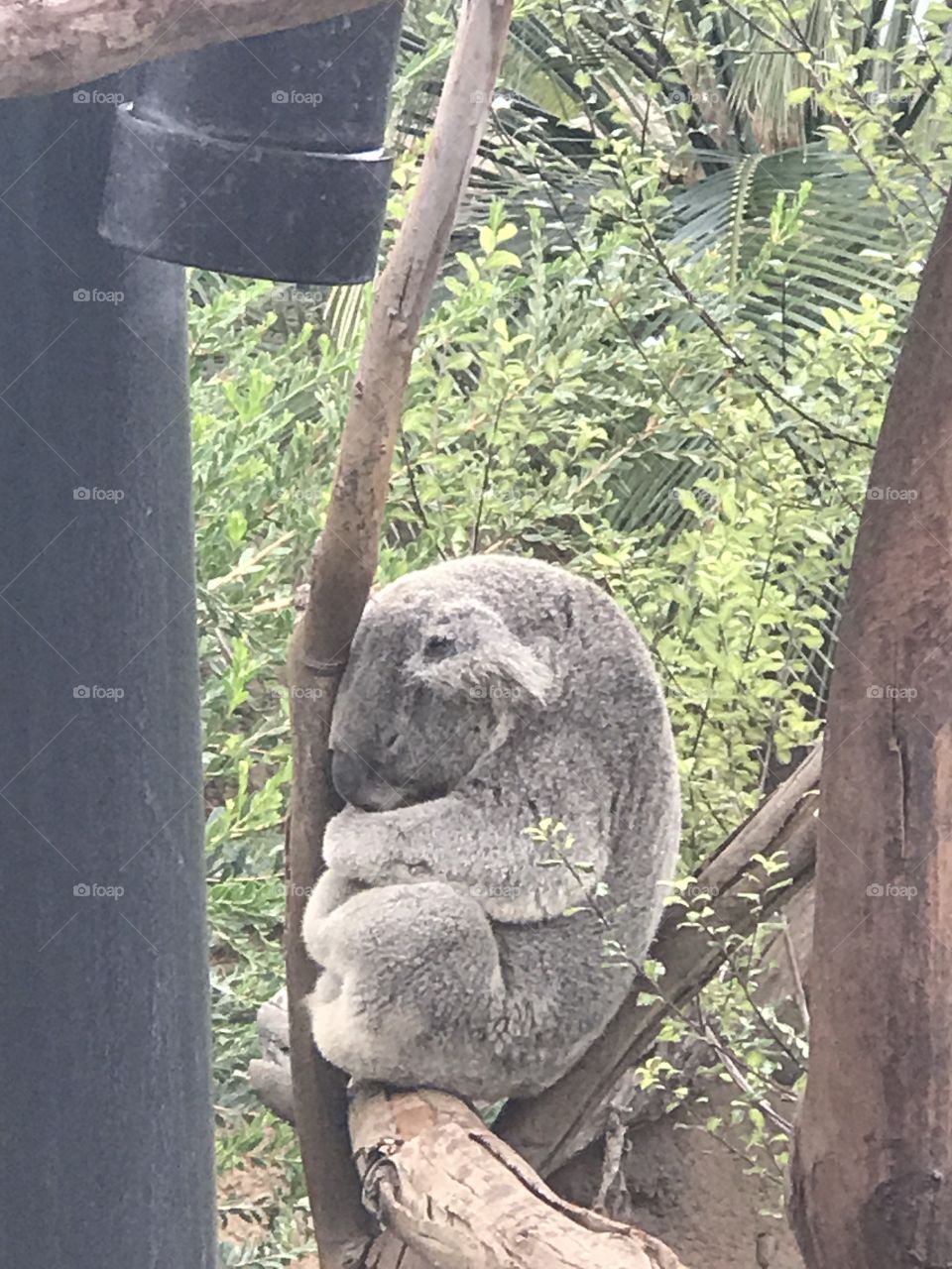 Koala dorminhoco 