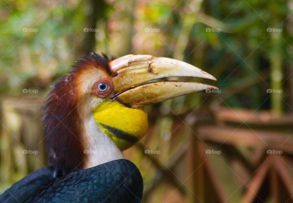 travel bird malaysia tucan by campbellrobertson