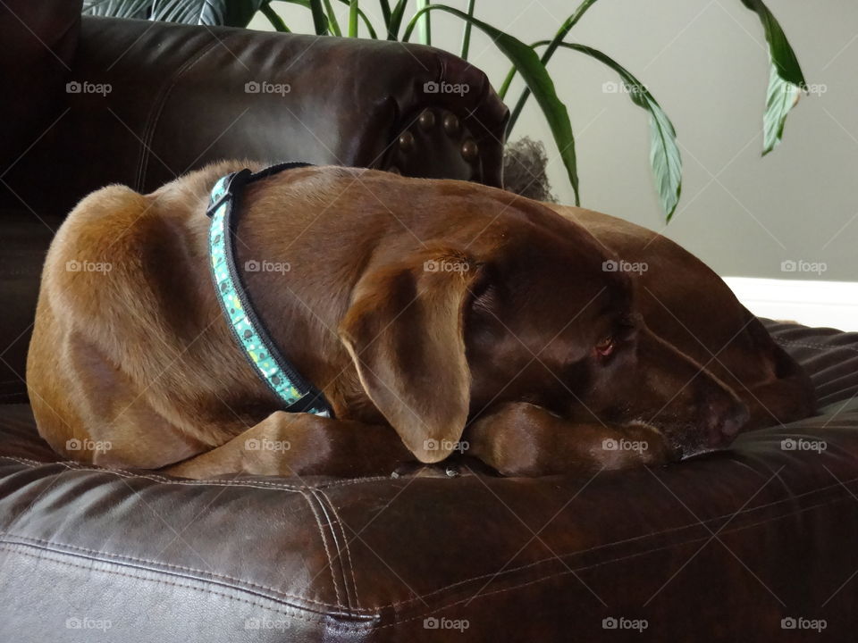 Josie resting in her favorite spot