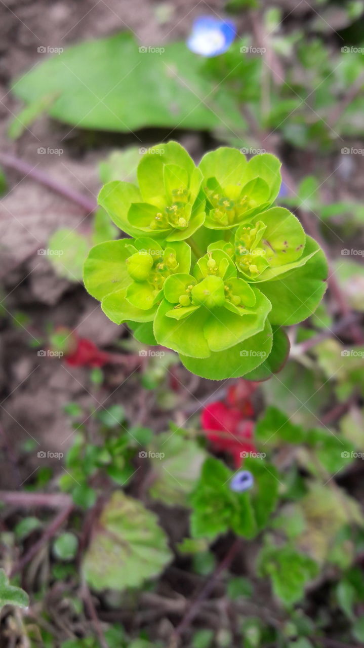 Close-up of green flower
