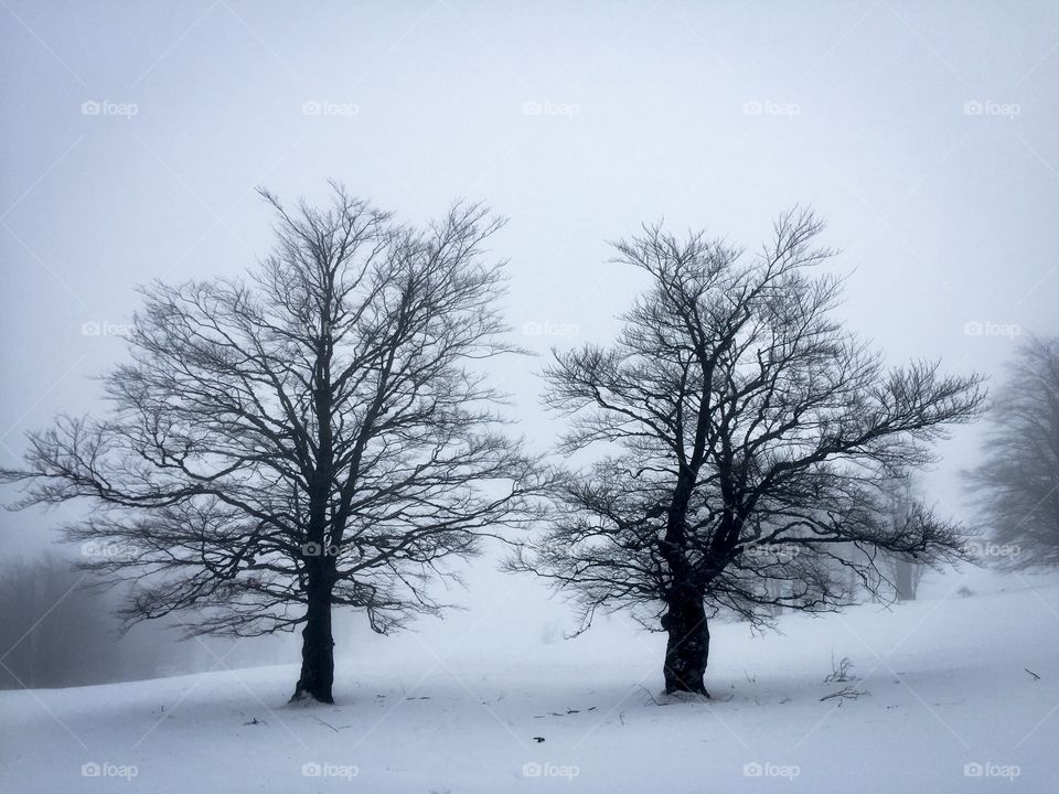 Minimalistic view of two bare trees surrounded by fog in winter