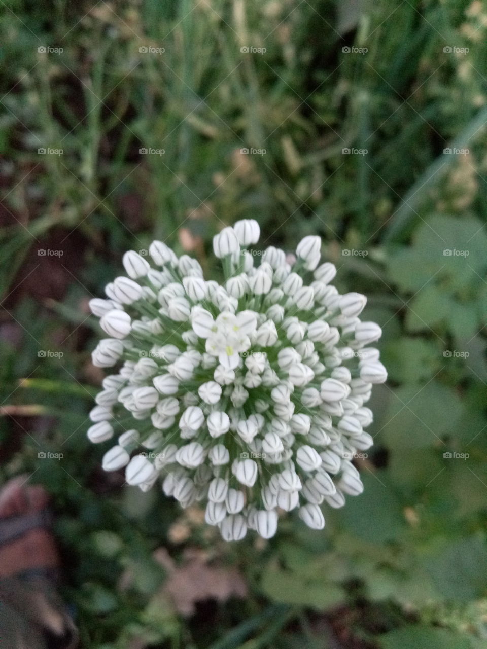 onion flower