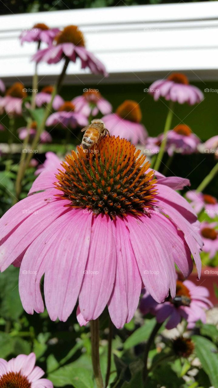 Pollination in Progress