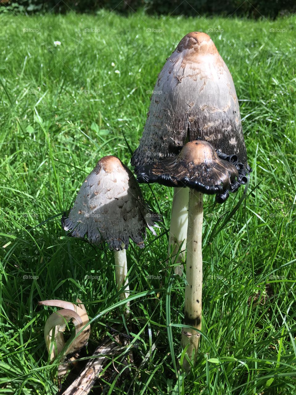 Mushroom in Valby, Copenhagen 