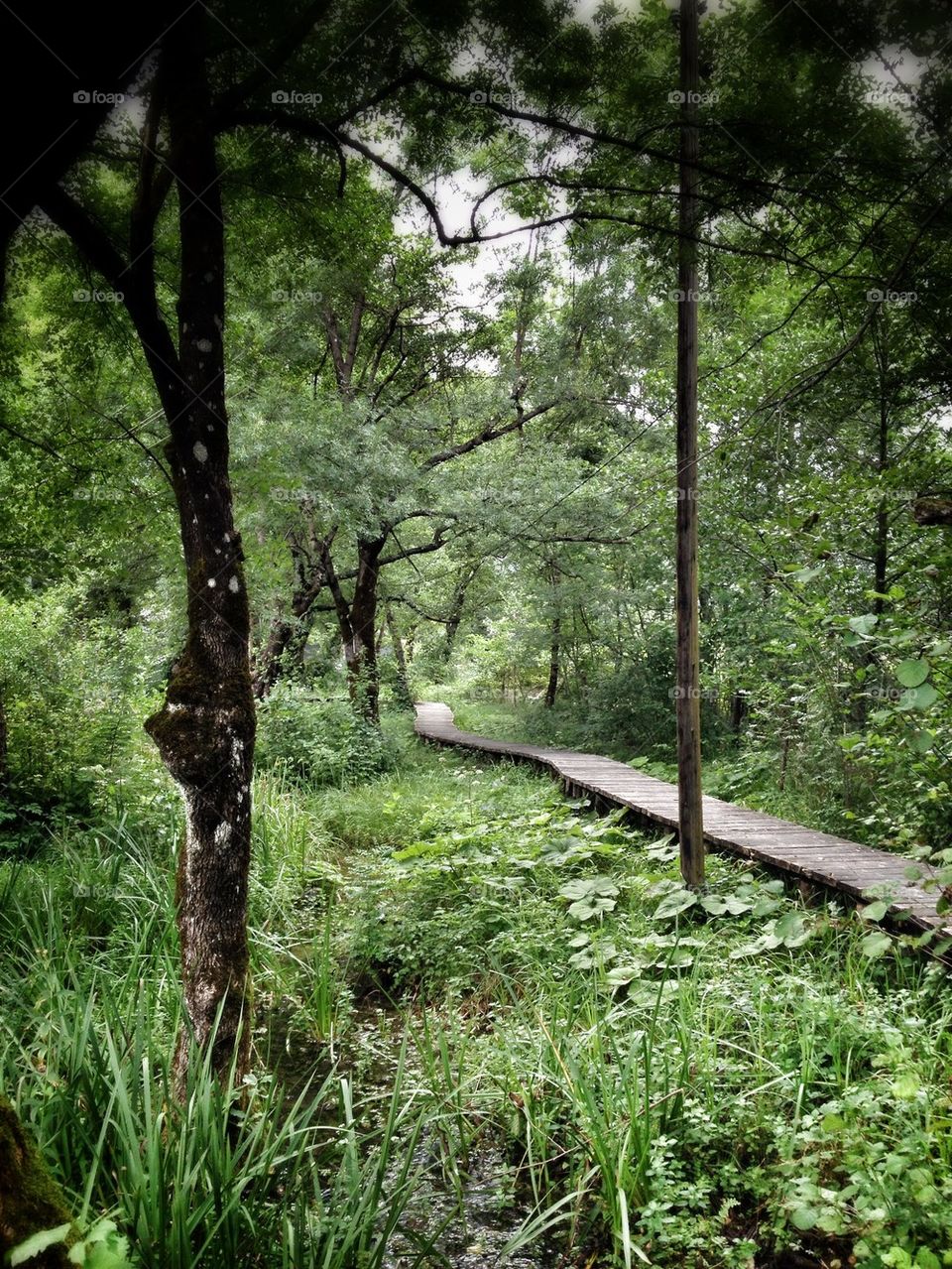 wooden path