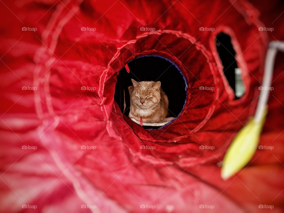 Cat seen through a red pla