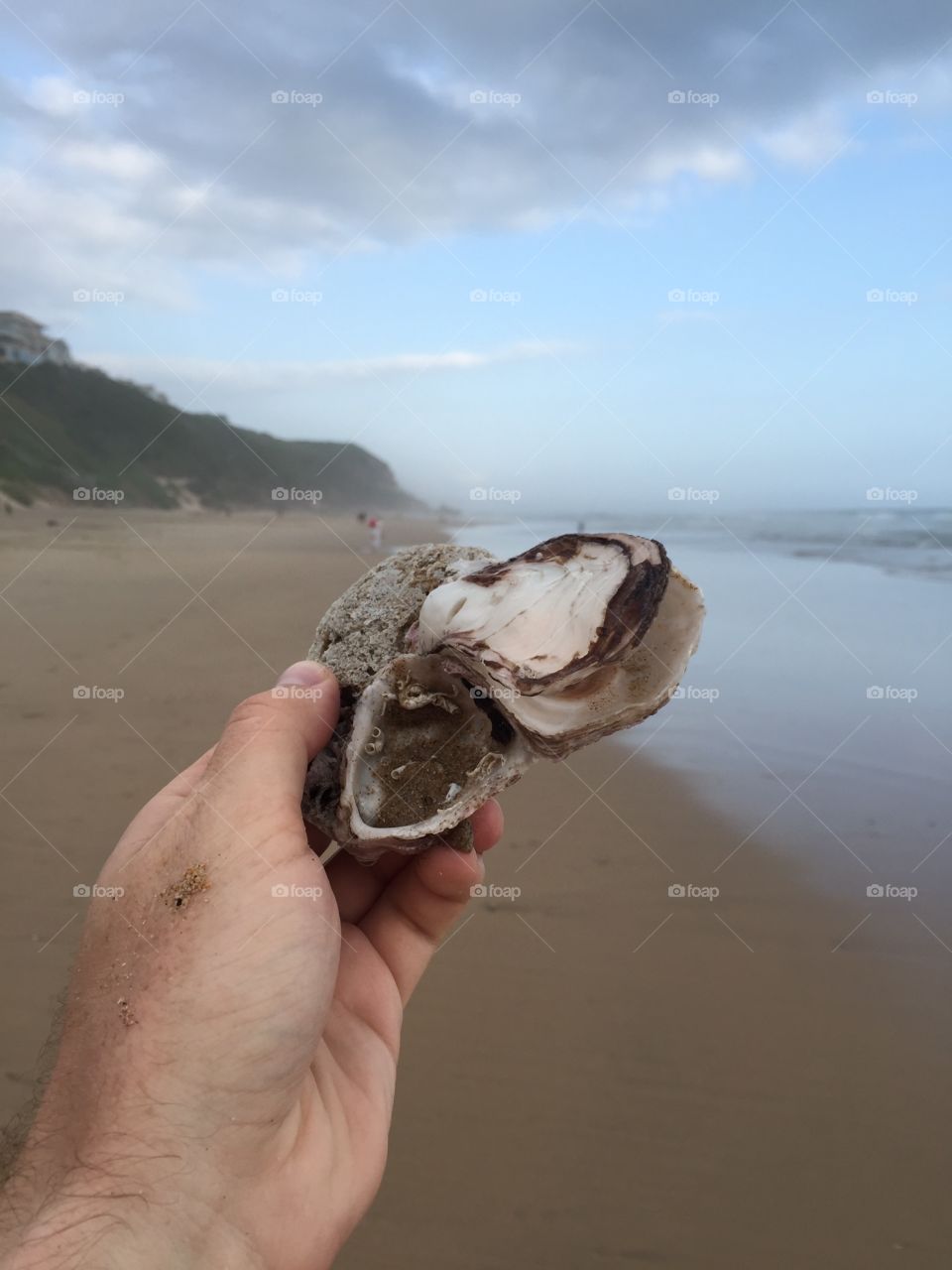 Seashell seashore 