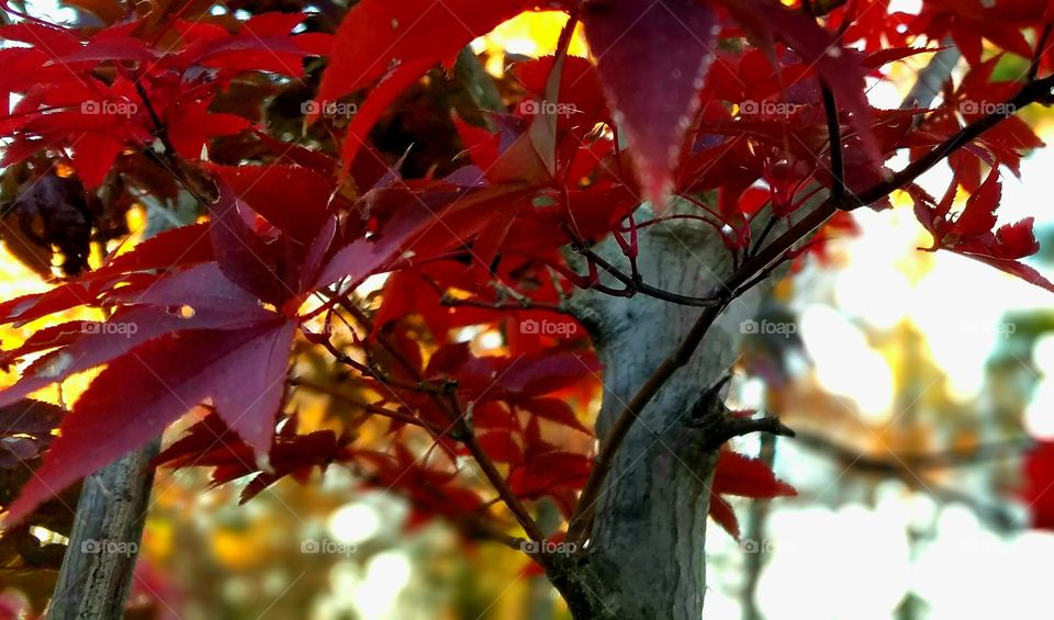 riot of color, red maple leaves.