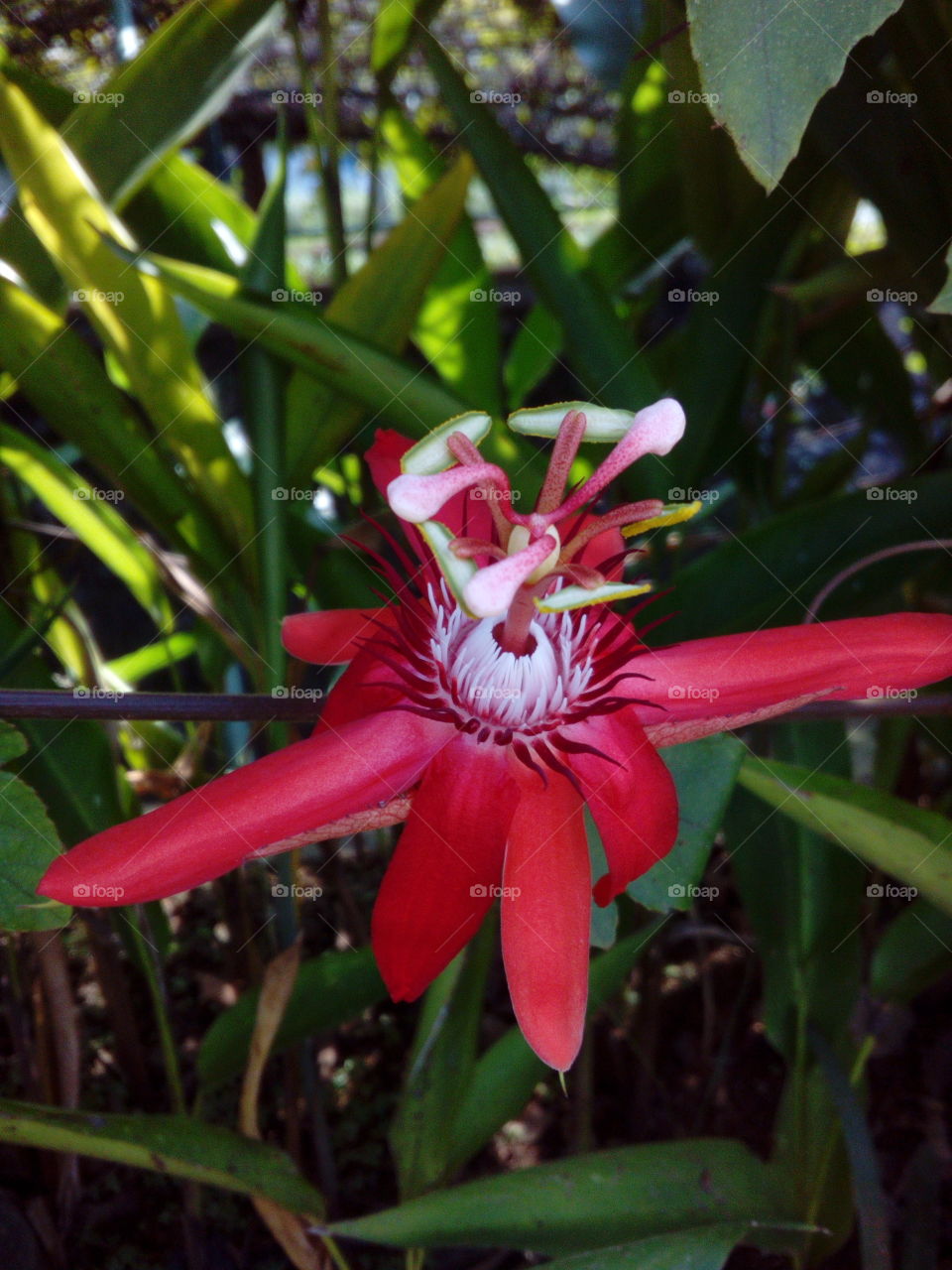 Red Passion Flower