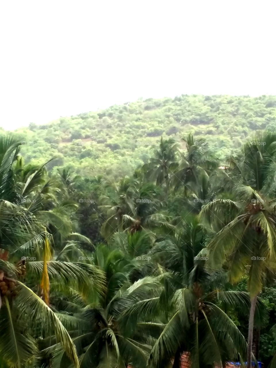 palm hills