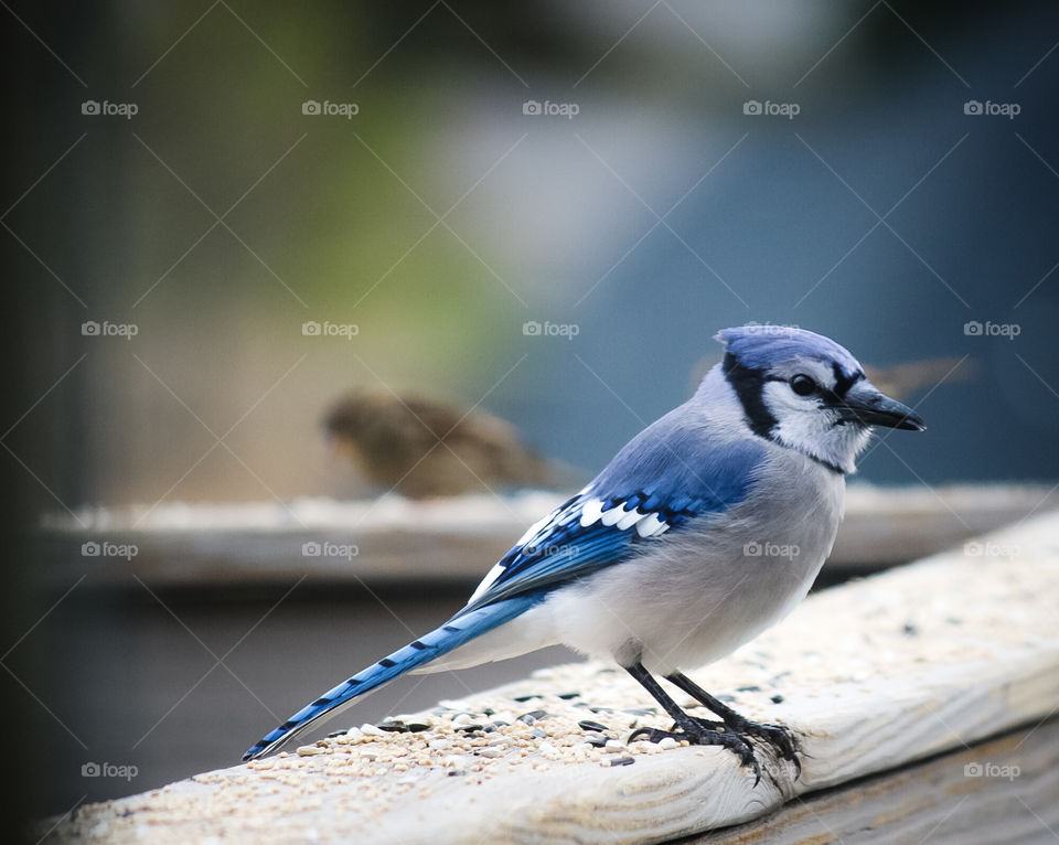 Blue Jay