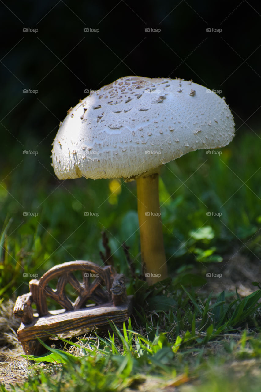 Close up view of toadstool