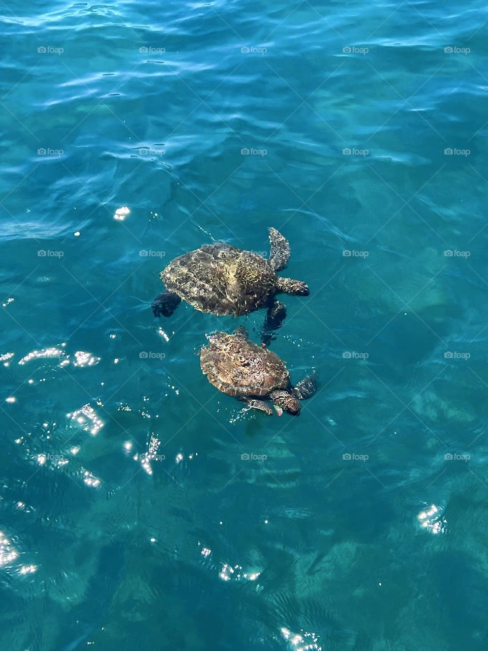 Turtles swimming in blue water 