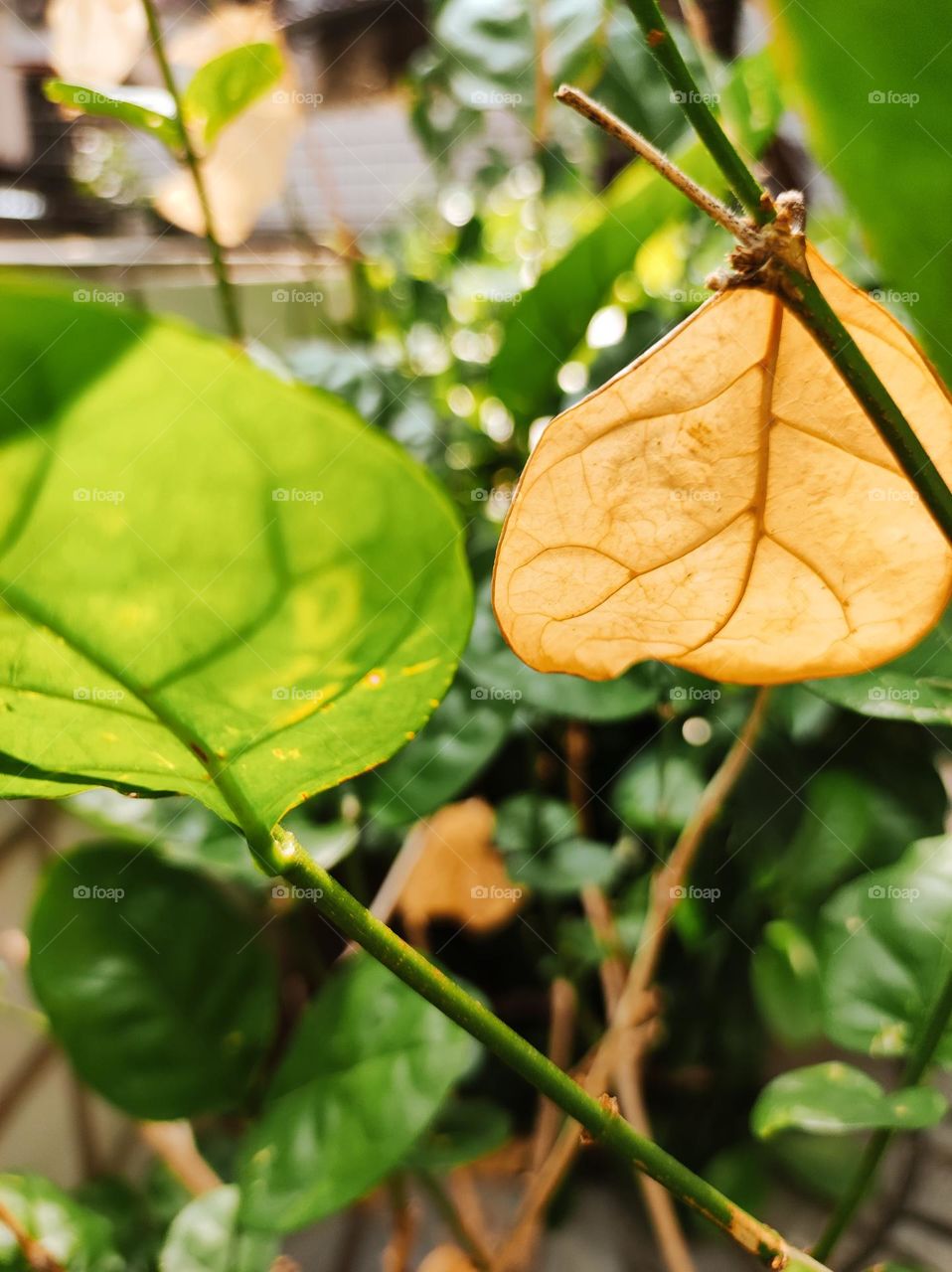 Finding the fall in the garden