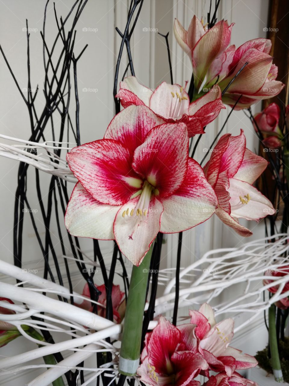 amaryllis