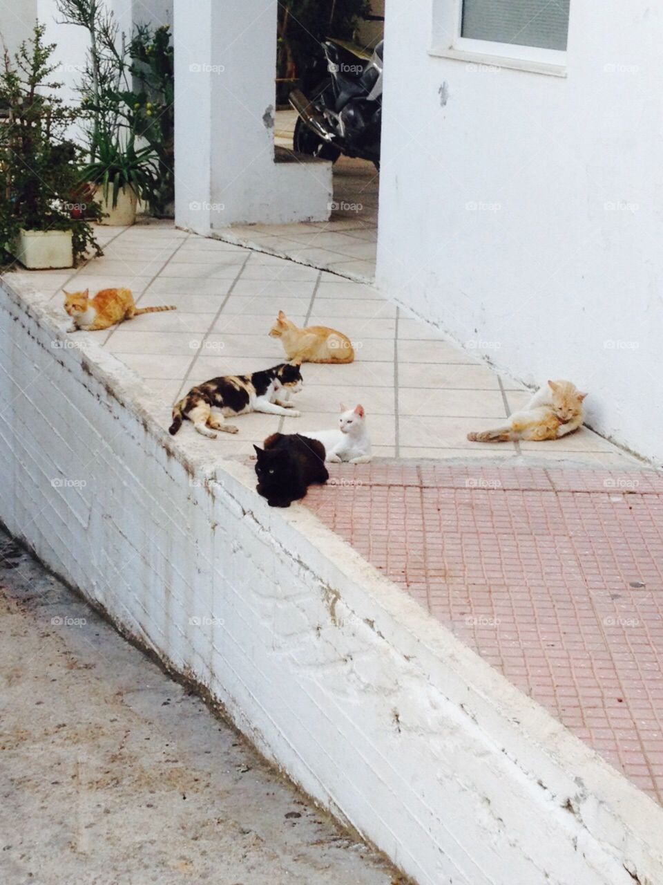 Fancynancy1982. Cats relaxing in Greece 