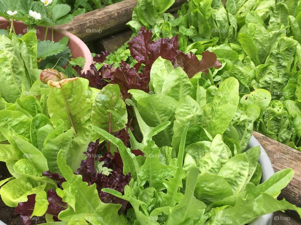 Mixed lettuces 