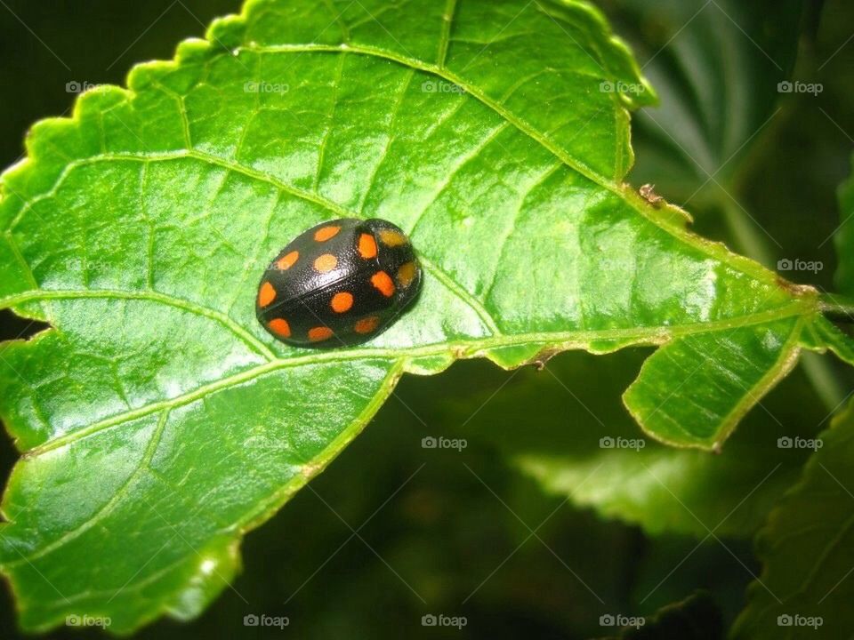 Ladybug 