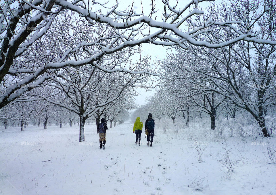 Winter walk at the wood