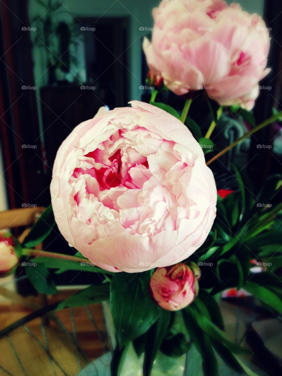 Peony